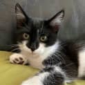Photo of Wonderer