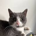 Photo of Pipa