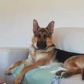 Photo of Lacey