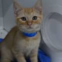 Photo of Boyd 10663 *Flu Cat*