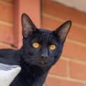 Photo of Salem