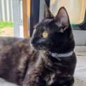 Photo of Cammi