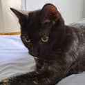 Photo of Cammi