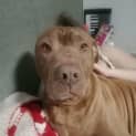 Photo of Lady