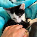 Photo of Kit Kat *9 Lives Project Rescue*