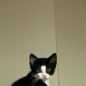 Photo of Stewie