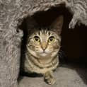 Photo of Kaira *9 Lives Project Rescue*