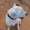 Photo of Albie