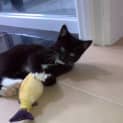 Photo of Socks