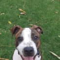 Photo of Chip
