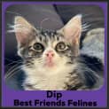 Photo of Dip