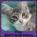 Photo of Chip
