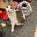 Photo of Little Warrior