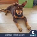 Photo of Daisy 5 Month Old Kelpie (On Trial)
