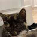 Photo of Bella