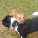 Photo of Lola   7 Month Old Staffy X (Trial)