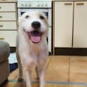 Photo of Dahlia
