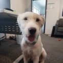 Photo of Dahlia