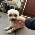 Photo of Bella And Honey Pembleton