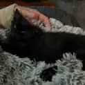 Photo of Onyx