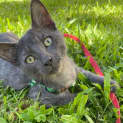 Photo of Gizmo And Stripe