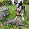 Photo of Gizmo And Stripe