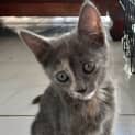 Photo of Toya
