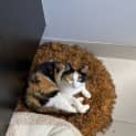 Photo of Precious