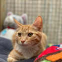 Photo of Rufus