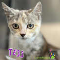 Photo of Tess