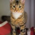 Photo of Bean