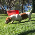 Photo of Boris
