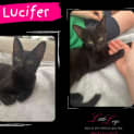 Photo of Lucifer