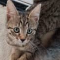 Photo of Mitsy