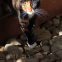 Photo of Azaria