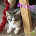 Photo of Butter