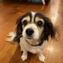 Photo of Daisy