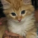 Photo of Fergus
