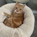 Photo of Marmalade