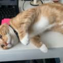 Photo of Marmalade