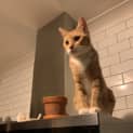 Photo of Marmalade