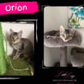 Photo of Orion