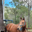 Photo of Barney