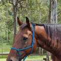 Photo of Barney