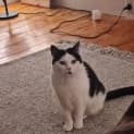 Photo of Kiwi