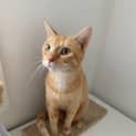 Photo of Marigold