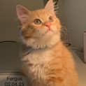Photo of Fergus