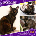 Photo of Cappuccino