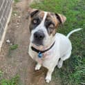 Photo of Blaze *$99 Adoption Fee*