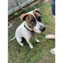 Photo of Blaze *$99 Adoption Fee*